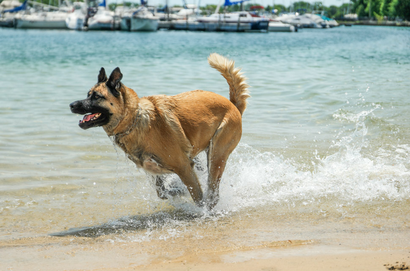 Illustration for article titled 39 *Scratchy Scratchy* Photos of Dogs